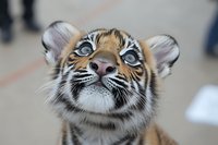 Adorable tiger cub with striking blue eyes gazing upward, showcasing vivid orange and black stripes with a soft, curious expression.