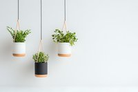 Modern minimalist hanging planters with green herbs against white wall, featuring black and white ceramic pots with leather straps, creating clean Scandinavian decor style.