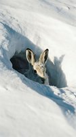 Cute rabbit peeking from snow burrow in winter landscape. Wildlife survival and adaptation to cold weather conditions for nature photography projects.