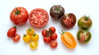 Fresh colorful tomatoes variety including cherry, heirloom and sliced specimens isolated on white background for culinary and healthy eating designs.
