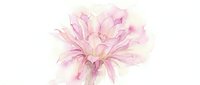 Soft pink flower with delicate petals rendered in watercolor style, isolated on white background for design, print, and decorative projects.