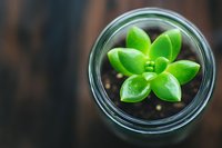 Small green succulent plant growing in glass container viewed from above, with dark wooden background and shallow depth of field creating minimalist composition.