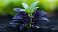 Young purple basil plant with water drops growing in dark soil against blurred green background, macro photography showing fresh herb seedling with vibrant leaves.