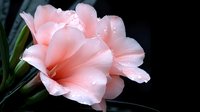 Delicate pink gladiolus flower with water droplets on petals against dark background, soft natural lighting highlights dewdrops and silky texture of blooming blossom.