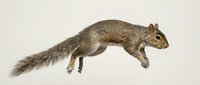 Gray squirrel leaping mid-air, isolated on white background, fluffy tail extended, dynamic wildlife pose, ready for design use.