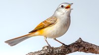 Small songbird with white breast and orange-yellow wings perched on wooden branch against light background, beak open in mid-song posture.
