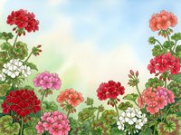 Watercolor geranium flowers in red, pink and white blooming against a soft sky background, creating a vibrant summer garden scene.