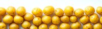 Fresh yellow potatoes arranged in neat rows on white background, creating geometric pattern. Clean organic produce for cooking and food preparation concepts.