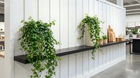 Lush green climbing ivy cascades from floating black shelves against white vertical paneling in modern interior space, suitable for home decor and design inspiration.