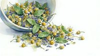 Dried chamomile and lavender flowers spilling from glass bowl on white background, herbal tea ingredients and natural wellness remedies for packaging and culinary design.
