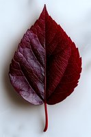 Deep red autumn leaf with detailed veins and serrated edges isolated on white background, perfect for seasonal designs and nature themes.