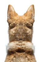 Back view of fox ears and fur on white background, isolated close-up photo showing detailed natural texture and pattern of wild animal coat.