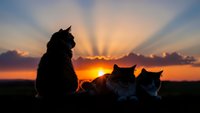 Three cats silhouetted against dramatic sunset sky with sunbeams radiating through clouds over peaceful landscape for pet and nature themes.