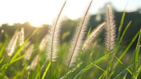 Sunlit fountain grass swaying in gentle breeze, backlit by golden evening light creating dreamy bokeh effect. Natural meadow landscape with soft focus background.