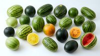 Fresh watermelons and melons collection showcasing variety of sizes, shapes and colors including striped, solid green and yellow varieties on white background.
