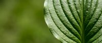 Macro shot of green leaf with prominent veins and natural texture, suitable for botanical, nature, and environmental design projects.