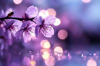 Purple cherry blossoms with delicate petals and water droplets against soft bokeh background. Suitable for spring designs, nature wallpapers, and botanical projects.