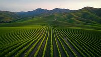 Aerial view of vibrant green vineyard rows stretching across rolling hills at sunset, creating geometric patterns against mountainous landscape. Agricultural symmetry meets nature.
