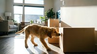 Golden retriever sniffing cardboard boxes in bright modern living room with large windows, potted plants, and contemporary furniture during daytime relocation or moving day.