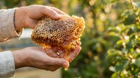Beekeeper holding honeycomb with golden honey dripping from cells, showcasing raw honey harvest and apiary production for food and natural sweetener uses.
