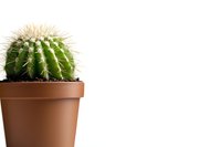 Barrel cactus in brown clay pot isolated on white background, sharp spines and round shape make striking home decor or design element.