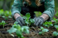 Gardener in protective gloves planting young green seedlings in rich soil, perfect for gardening, agriculture, and sustainable living lifestyle concepts in spring season.