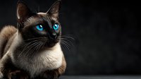 Siamese cat with striking blue eyes and dark points sitting against black background, purebred feline portrait with cream and brown coloring for pet photography.