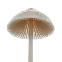 Pale mushroom with delicate umbrella-shaped cap and thin stem isolated on white background, suitable for botanical illustrations, educational materials, and design projects.