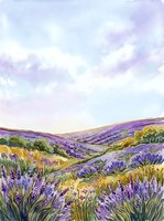 Lavender field landscape with rolling hills under soft sky, featuring purple flowering plants and golden grasses in countryside setting for nature and agriculture designs.