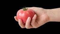 Hand holding a fresh pink heirloom tomato, isolated on transparent background. Ready for stickers, print on demand, T-shirt design, clipart, and sublimation projects.