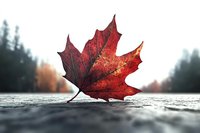 Vibrant red maple leaf on wet surface with blurred forest background, dramatic autumn close-up photography showing seasonal change and natural texture.