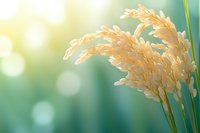 Golden wheat ears against soft green bokeh background with morning sunlight, creating dreamy natural atmosphere for agriculture and harvest themes.