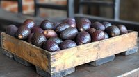 Fresh ripe dark purple avocados in rustic wooden crate on metal surface. Natural organic produce from farm market for healthy eating and cooking.