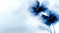Delicate blue watercolor flowers with soft petals and stems on white background, creating ethereal minimalist composition with gentle gradient effects.