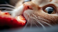 Extreme close-up of ginger cat nose and whiskers sniffing red object in soft focus. Macro photography shows detailed fur texture and bright blue eye in background.