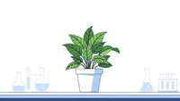 Green potted plant on laboratory bench with scientific glassware and equipment for research experiments and botanical studies in modern lab setting.