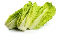 Fresh romaine lettuce leaves arranged in row showing crisp texture and vibrant green color on white background, isolated food photography for healthy eating concepts.