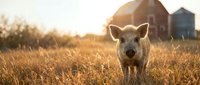 Domestic pig standing in golden field at sunset with rustic barn in background, suitable for agricultural, farm, and rural lifestyle content.