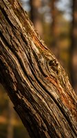 Weathered tree bark with natural texture and moss growth in autumn forest setting showcasing organic patterns and rustic woodland details.