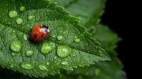 Red ladybug resting on wet green leaf with morning dew drops. Macro nature photography showing water droplets and detailed texture of plant foliage.