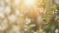 Delicate white flowers bloom on green vine with curled tendril in warm golden sunlight, creating dreamy botanical background for spring garden designs.