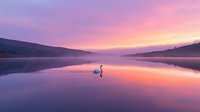 Serene swan gliding on misty lake at dawn, with vibrant purple and pink sky reflecting on calm water surface creating peaceful natural landscape.