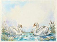 Two swans swimming together in calm water surrounded by reeds and aquatic plants, rendered in soft watercolor tones with gentle blue and cream hues, suitable for nursery decor, children's book illustration, and nature-themed designs.