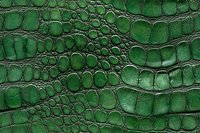 Emerald green crocodile skin texture with detailed scales and natural pattern creates luxurious leather background for fashion and design projects.