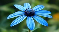 Vibrant blue African daisy flower in full bloom against soft green background, showcasing delicate petals and dark center in macro photography detail.