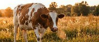 Brown and white dairy cow grazing in golden sunset pasture field with warm lighting for agriculture and farming content.