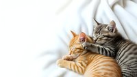 Two adorable kittens cuddling together on soft white bedding, orange tabby and gray striped cats sleeping peacefully in cozy embrace for pet care content.