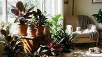 Cozy living room interior with collection of potted houseplants on wooden table near window, creating peaceful home atmosphere for relaxation and wellness.