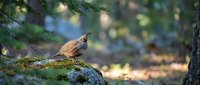 Small brown bird perched on moss-covered rock in forest setting with blurred green foliage background, suitable for nature and wildlife editorial use.