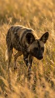 Wild African painted dog hunting in golden grassland during sunset with warm natural lighting for wildlife photography and conservation projects.